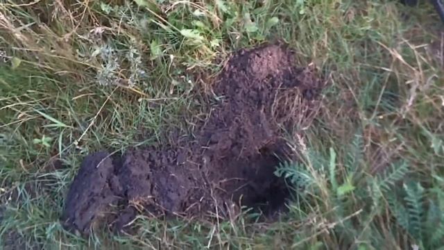 КОП НА ЗАБРОШЕННЫХ ДАЧАХ смотреть онлайн