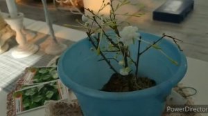 Вишня железистая Розеа Плена. Северная Сакура