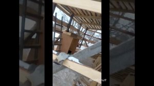 Берёза, штакетник,вопрос