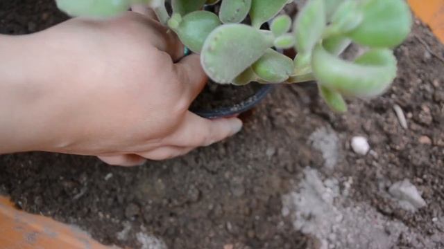 MANITO DE OSO - COTYLEDON TOMENTOSA - REPRODUCCION смотреть онлайн