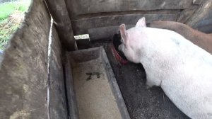 Как сделать кормушку для свиней из газового баллона. Главная задача сохранить коров.