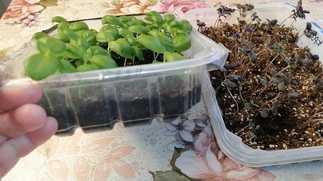 ??ВЫРАЩИВАНИЕ БАЗИЛИКА ЧЕРЕЗ РАССАДУ. ОСОБЕННОСТИ ПОСЕВА И УХОДА смотреть онлайн