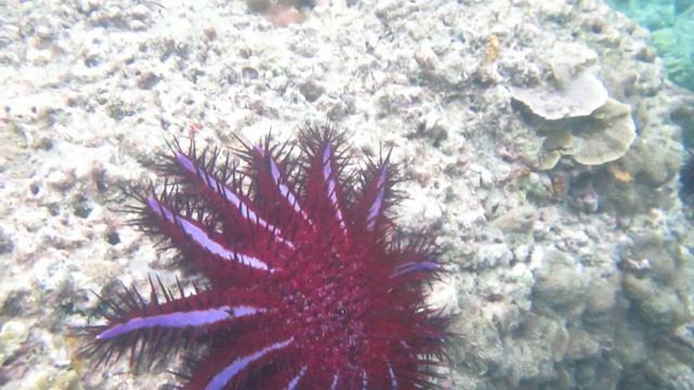 Ядовитая морская звезда Терновый венец смотреть онлайн