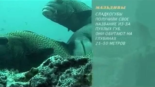 Предельная глубина №27 смотреть онлайн