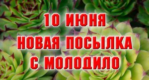 10 июня 2022. Посылка с молодилом.mp4