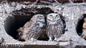 Домовый сыч. СОВОкупление. Брачный сезон 2020. Открытие. Little Owl. Mating season 2020. Opening.