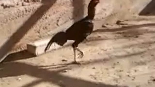 Корейский петух