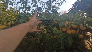 Алыча Комета & Царская.Самые ранние сорта. Обзор плодоношения2021года.
