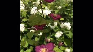 Клематис Виль де Лион в каждый сад!! Clematis Ville de Lyon !!
