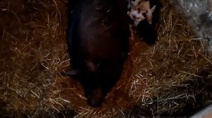 Вьетнамские поросята помесь с белым кабаном,5 дней от роду.