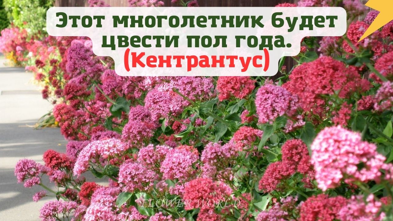 Кентрантус многолетний