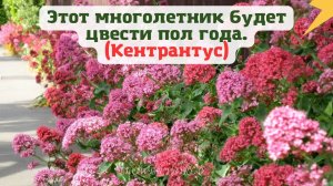 Этот многолетник будет цвести пол года. (Centranthus)?