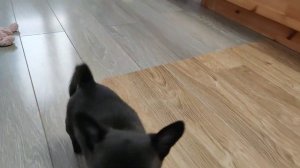 Щенки чихуахуа гладкошёрстные 23.09.2022