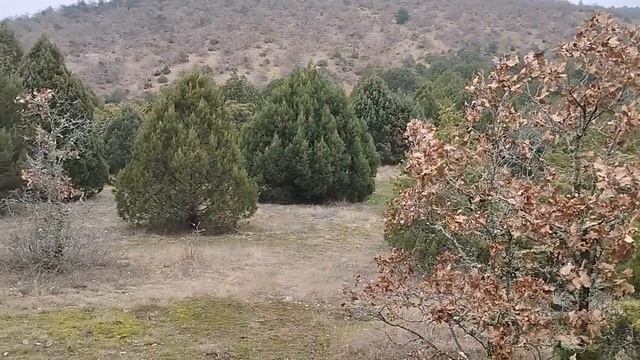 Крым. Новый Свет. Гора-останец Чёртов палец. Природа в районе горы Сокол. Январь 2023