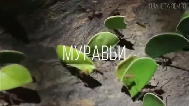 покупать или не покупать фермы с али эли экспреса ч1 смотреть онлайн