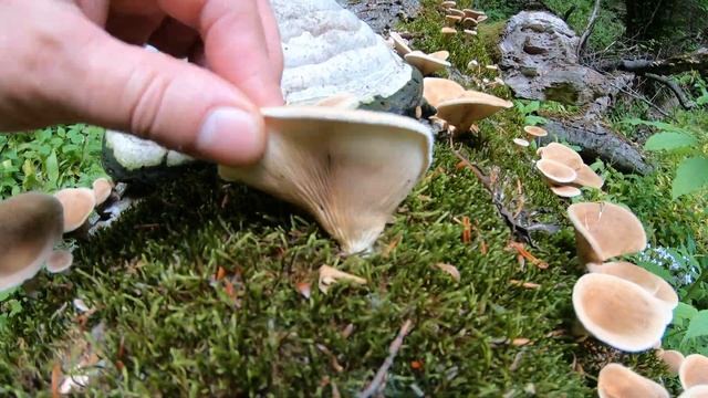 Целое царство грибов! Угадайте, что за вид грибов? смотреть онлайн