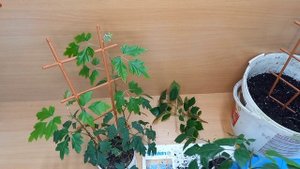 Rhoicissus Самый быстрорастущий комнатный цветок. Роициссус пересадка/черенкование.