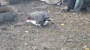 Петух топчит утку индоутку и китайский бегун тоже