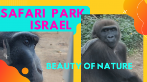 BEAUTY OF NATURE/Safari park Ramat Gan/Природа/животные, птицы, и не только/Israel Jan.2023