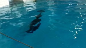 Рождение дельфина