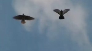 НИКОЛАЕВСКИЕ ГОЛУБИ /pigeons/ БАБОЧКА / ГОЛУБЯТНЯ ВОВЫ КЕРЧЕНСКОГО (4)