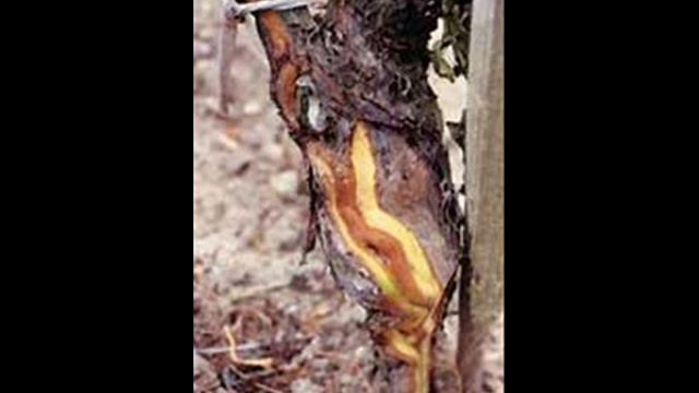 Enfermedades de la Madera.wmv смотреть онлайн