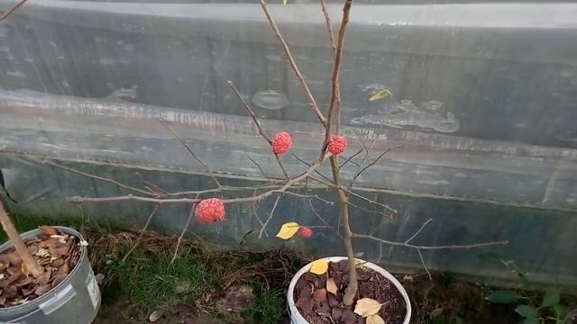 Вкус первых плодов кудрании ("клубничного" или "малинового" дерева) смотреть онлайн