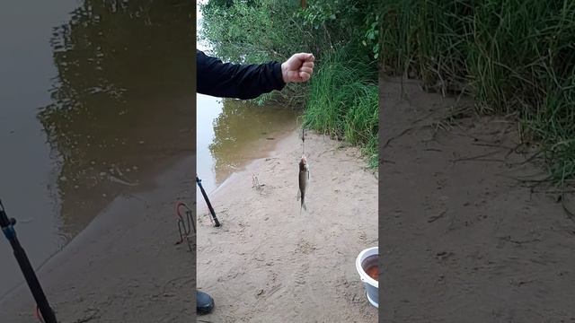 Ловля ЛЕЩА! ВСЯ ПРАВДА! НЕ только крупный лещ клюет, бывает и мелочевка! #shorts #рыбалка