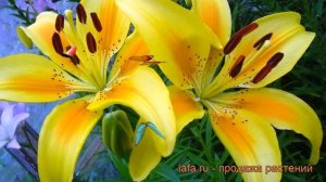 Лилия азиатская Полианна (lilium asiatic pollyanna) ? обзор: как сажать, луковицы лилии Полианна