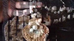 Украшения из ракушек своими руками № 2.