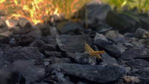 Дар видеть красоту.