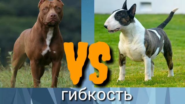 Питбуль VS бультерьер