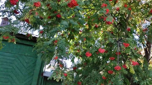 #дереворябина 2 рябины перед домом. смотреть онлайн