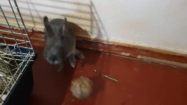 Кролик играет с мячом ??