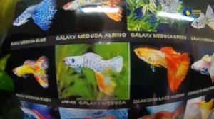 Магия гуппи. Селекционер Олег Фоменко