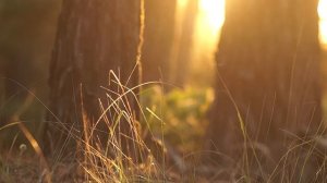 Утро в лесу | Музыка для отдыха и медитации -  Morning in the forest | Music for Relax & Meditation