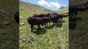 грузинская порода овец 2021