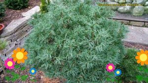 Сосна веймутова Тини Кёрлс. Краткий обзор, описание характеристик pinus strobus Tiny Curls