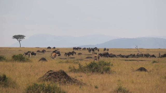 IMAGINE AMERICAN SERENGETI смотреть онлайн