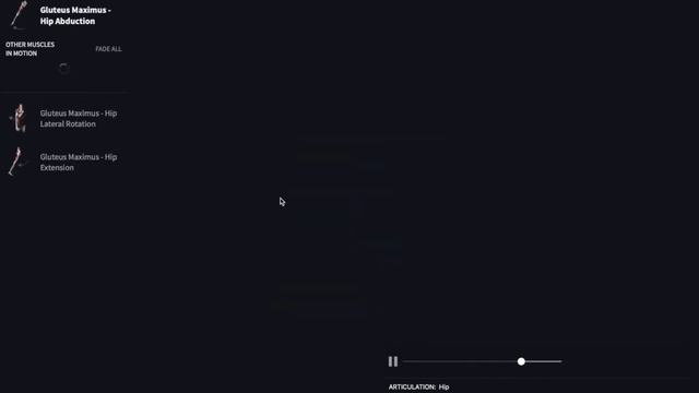 Анатомия большой ягодичной мышцы смотреть онлайн