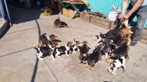 Продаются щенки русской и пегой русской гончей. 87012476670 Тельман Алматы