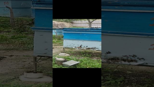 Воровство пчёл