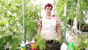 Помидоры в мешке GrowBag и система автополива для теплиц