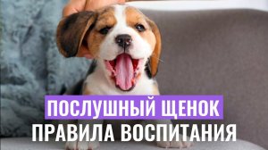 ЩЕНОК В ДОМЕ: Как правильно воспитывать щенка и избежать проблем в его поведении?