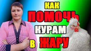 Как помочь курам ПЕРЕНЕСТИ ЖАРУ. Мои проверенные способы.