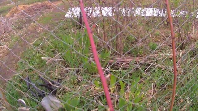 Как обрезать ежевику весной? Формировка куста!