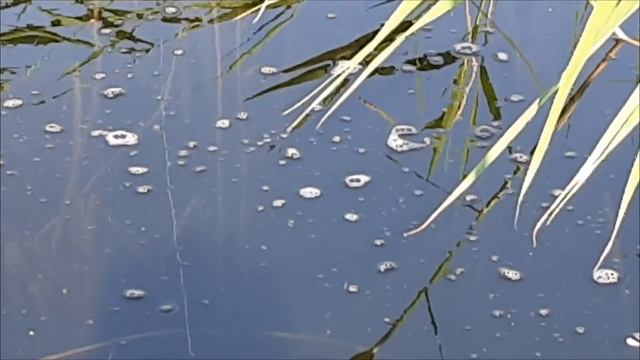 Барыколь. Щуки Нет,  Есть Карась. Ловля карася в приглядку. Ловля карася на Кивок. смотреть онлайн