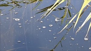 Барыколь. Щуки Нет,  Есть Карась. Ловля карася в приглядку. Ловля карася на Кивок.