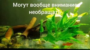 Кормлю аквариумных рыбок КРАПИВОЙ. Чем кормить Аквариумых рыбок?