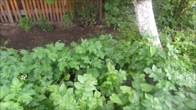 ЧАСТЬ 6/На Даче/Про участок/что растет/много планов